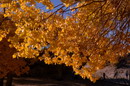 Populus euphratica